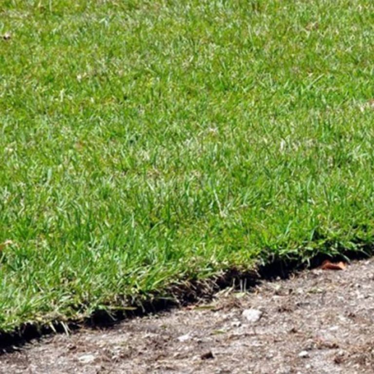 Best Grass to Grow Over a Septic Field Septic Patrol