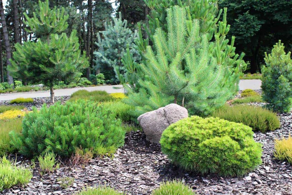 Is It Okay To Plant Pine Trees Near Septic Drain Field? Septic Patrol